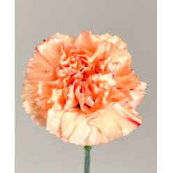 Clavel Col. Short Naranja
