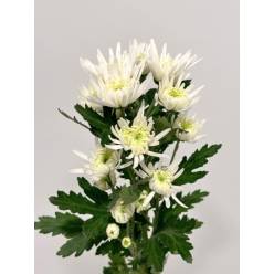 Margarita Nac. Anastas Blanca 75gr