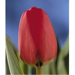 Tulipan Nac. Rojo