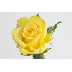 Rosa Ecu. Stardust 60cm