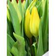 Tulipan Hol. Strong Gold 40cm Am.