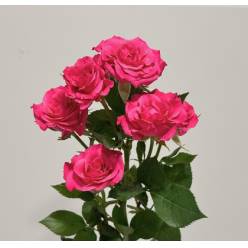 Ramificada Lianne 60cm