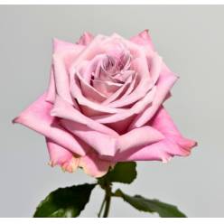 Rosa Ecu. Faith 60cm