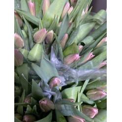 Tulipan Nac. Rosa