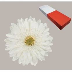 Gerbera Hol. Swanlake Bl. "T25"