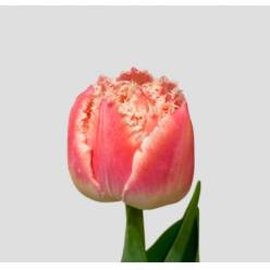Tulipan Hol. Queensland 35cm