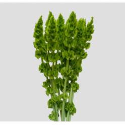 Moluccella Hol. 60cm