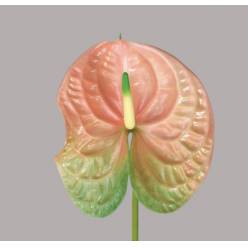 Anthurium Hol. Senator �13  "CC12"