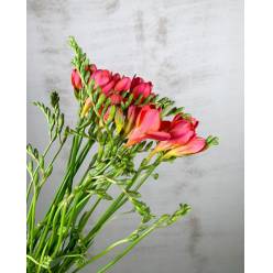 Fresia Nac. Roja Extra