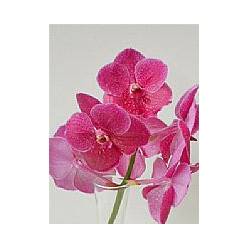 Vanda Cerise x16
