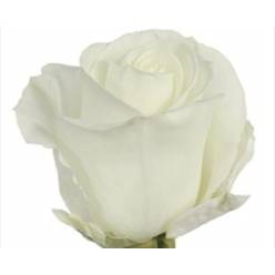 Rosa Ecu. Tibet 40cm