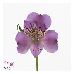 Alstroemeria Nac. Malva 90cm