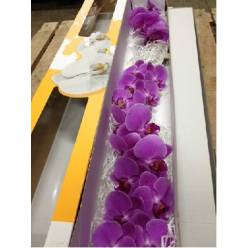 Phalaenopsis Kunming x25