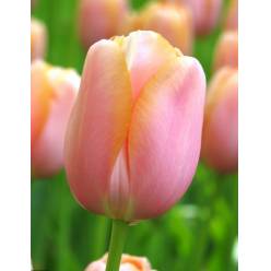 Tulipan Hol. Menton 40cm Sal.