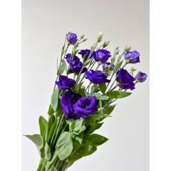 Lisiantus Nac. Morado 70cm