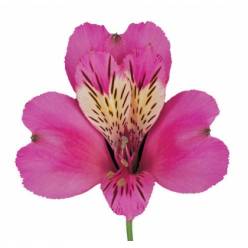 Alstroemeria Nac. Fucsia 90cm