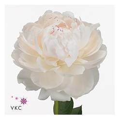 Peonia Hol. Odile 55cm