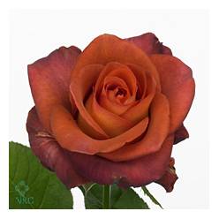 Rosa Ecu. Coffe Break 50cm