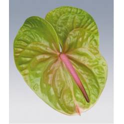 Anthurium Hol. Verino 15  "CC10"
