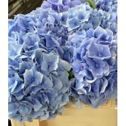 Hortensia Hol. Challenge 50cm 18/20 Azul