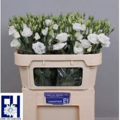 Lisiantus Hol. Blanco 70cm 55gr "T10"