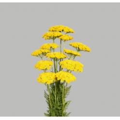 Achilea Hol. Amarilla 60cm
