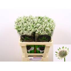 Astrantia Billion Star 60cm x10 Blanco
