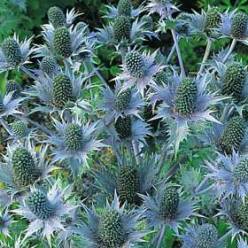 Eryngium Hol. Orion Qstar 60cm x5