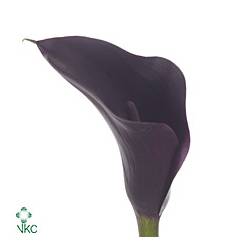 Calla Odessa 70cm
