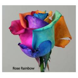 Rosa  Ecu. Rainbow Arcoiris 60cm