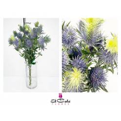 Eryngium Hol. Super Nova 50cm