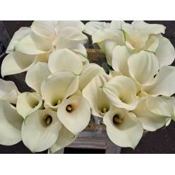 Calla Snowstar 70cm