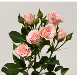 Ramificada Lydia 40cm