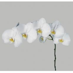 Phalaenopsis Sensation White x45
