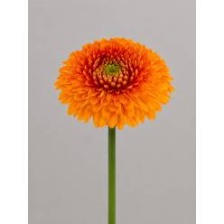 Gerbera Mini Hol.  Pomponi Bonita "T30"