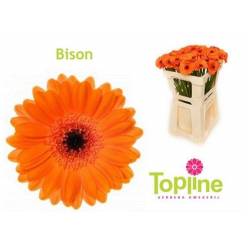 Gerbera Mini Hol. Bison Nj. "T20"