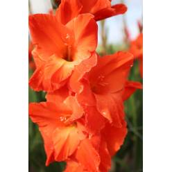 Gladiolo Hol. Live Oak 120cm (60cm espiga) Naj.