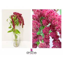 Amaranthus Hol. Rosary 80cm