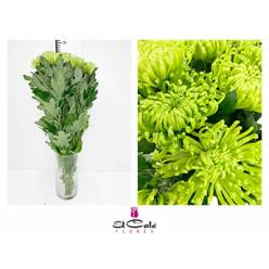Uniflor Anastasia Hol. D. Green 65gr