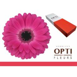 Gerbera Hol. Rich Fu. "T25"