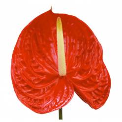 Anthurium Nac. Tropical 13  "CC12"