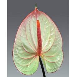 Anthurium Nac. Fantasia 13  "CC12"