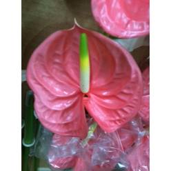 Anthurium Nac. Sante 13  "CC12"