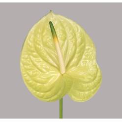Anthurium Nac. Marysia 13  "CC12"
