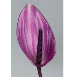 Anthurium Nac. Previa 13  "CC12"
