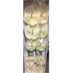 Anthurium Nac. Champany x12