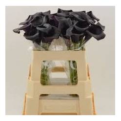 Calla Odessa 50cm