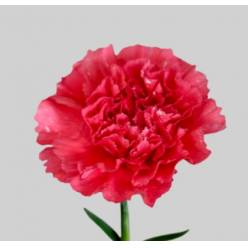 Clavel Col. Short Fucsia