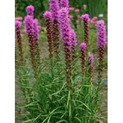 Liatris Nac. 80cm