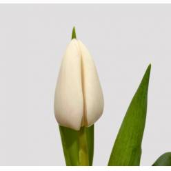 Tulipan Hol. Royal Virgin 40cm Bl.